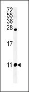 FMRFamide-related peptides antibody, PA5-25175, Invitrogen Antibodies, Western Blot image 