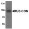 Protein Disulfide Isomerase Family A Member 4 antibody, TA349091, Origene, Western Blot image 