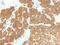 Parathyroid Hormone antibody, NBP2-48385, Novus Biologicals, Immunohistochemistry paraffin image 