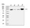 MyD10 antibody, M00171-3, Boster Biological Technology, Western Blot image 
