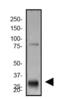 Granzyme B antibody, NBP2-59678, Novus Biologicals, Western Blot image 