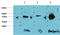 Glycogen Synthase Kinase 3 Beta antibody, STJ97740, St John