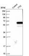 TELO2 Interacting Protein 2 antibody, HPA023523, Atlas Antibodies, Western Blot image 