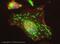 HSPA9 antibody, ab53098, Abcam, Immunofluorescence image 