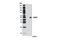 WD Repeat Domain, Phosphoinositide Interacting 2 antibody, 8567T, Cell Signaling Technology, Western Blot image 