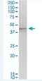 Mortality Factor 4 Like 1 antibody, H00010933-M01-100ug, Novus Biologicals, Western Blot image 