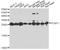 Protein-L-Isoaspartate (D-Aspartate) O-Methyltransferase antibody, A6684, ABclonal Technology, Western Blot image 