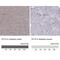 Synaptotagmin 9 antibody, NBP2-62725, Novus Biologicals, Immunohistochemistry paraffin image 