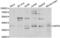 Sirtuin 6 antibody, LS-C349129, Lifespan Biosciences, Western Blot image 
