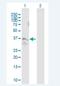 Transmembrane 6 superfamily member 2 antibody, H00053345-B01P-50ug, Novus Biologicals, Western Blot image 