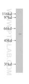 Zinc Finger C3HC-Type Containing 1 antibody, 13148-1-AP, Proteintech Group, Western Blot image 
