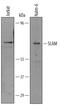 Signaling Lymphocytic Activation Molecule Family Member 1 antibody, AF164, R&D Systems, Western Blot image 