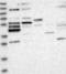 Ribosomal RNA Processing 8 antibody, NBP1-89618, Novus Biologicals, Western Blot image 