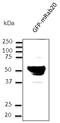 RAB20, Member RAS Oncogene Family antibody, LS-C204250, Lifespan Biosciences, Western Blot image 