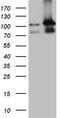 LIM Domain And Actin Binding 1 antibody, TA808601S, Origene, Western Blot image 