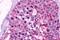 Opsin 5 antibody, NLS2146, Novus Biologicals, Immunohistochemistry paraffin image 