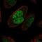 MutS Homolog 2 antibody, NBP2-68845, Novus Biologicals, Immunocytochemistry image 