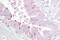 Proliferation-Associated 2G4 antibody, 30-302, ProSci, Immunohistochemistry frozen image 