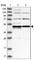Ly1 Antibody Reactive antibody, HPA035881, Atlas Antibodies, Western Blot image 