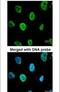 Minichromosome Maintenance Complex Component 3 antibody, PA5-29106, Invitrogen Antibodies, Immunofluorescence image 