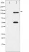 Nuclear factor NF-kappa-B p105 subunit antibody, TA325716, Origene, Western Blot image 