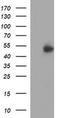 Interferon Gamma Receptor 2 antibody, MA5-26271, Invitrogen Antibodies, Western Blot image 