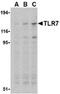 Toll Like Receptor 7 antibody, ADI-CSA-824-E, Enzo Life Sciences, Western Blot image 