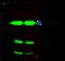 BCL2 Like 1 antibody, GTX02028, GeneTex, Immunoprecipitation image 