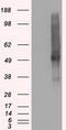 Synaptic vesicular amine transporter antibody, TA500506, Origene, Western Blot image 