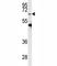 Protein Arginine Methyltransferase 5 antibody, F40460-0.4ML, NSJ Bioreagents, Western Blot image 