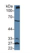 Podocalyxin Like antibody, LS-C314615, Lifespan Biosciences, Western Blot image 