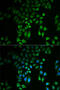 Glycosylphosphatidylinositol Specific Phospholipase D1 antibody, 22-350, ProSci, Immunofluorescence image 