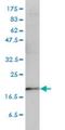 Prostaglandin E Synthase 3 antibody, H00010728-M01, Novus Biologicals, Western Blot image 