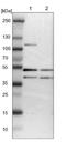 ISY1 Splicing Factor Homolog antibody, NBP1-81865, Novus Biologicals, Western Blot image 