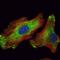 WNT Inhibitory Factor 1 antibody, GTX82765, GeneTex, Immunofluorescence image 