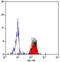 Structural Maintenance Of Chromosomes 4 antibody, NB100-56394, Novus Biologicals, Western Blot image 