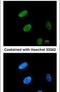 GATA Binding Protein 2 antibody, PA5-29736, Invitrogen Antibodies, Immunofluorescence image 