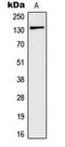 Glutamate Metabotropic Receptor 5 antibody, LS-C353998, Lifespan Biosciences, Western Blot image 