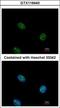 ETS Homologous Factor antibody, GTX116440, GeneTex, Immunocytochemistry image 