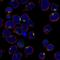 Iroquois Homeobox 1 antibody, NBP1-83090, Novus Biologicals, Immunocytochemistry image 