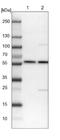 DEAD-Box Helicase 19A antibody, NBP1-91824, Novus Biologicals, Western Blot image 