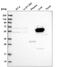 Formimidoyltransferase Cyclodeaminase antibody, HPA036114, Atlas Antibodies, Western Blot image 