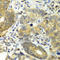 Dipeptidyl Peptidase 3 antibody, A7054, ABclonal Technology, Immunohistochemistry paraffin image 
