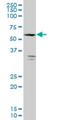 FGGY Carbohydrate Kinase Domain Containing antibody, H00055277-M04, Novus Biologicals, Western Blot image 