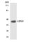 Opsin 5 antibody, LS-B14685, Lifespan Biosciences, Western Blot image 