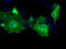Protein Tyrosine Phosphatase Receptor Type E antibody, TA501028, Origene, Immunofluorescence image 