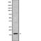 V-Set Pre-B Cell Surrogate Light Chain 1 antibody, abx219333, Abbexa, Western Blot image 