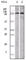 EPH Receptor A1 antibody, abx010718, Abbexa, Western Blot image 