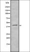Trace Amine Associated Receptor 2 (Gene/Pseudogene) antibody, orb336460, Biorbyt, Western Blot image 