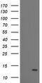 Phosphodiesterase 6G antibody, M08964-1, Boster Biological Technology, Western Blot image 